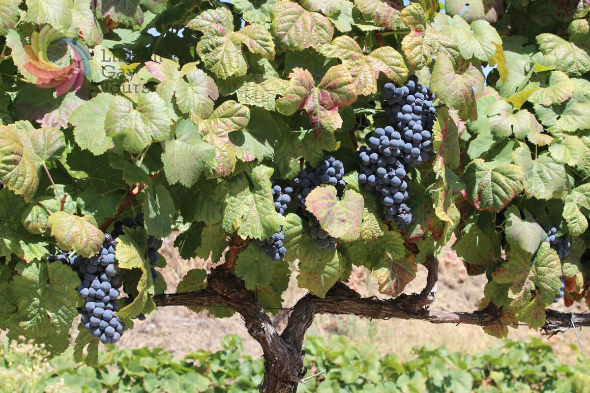 Rota Gourmet e Vinhos Memoráveis